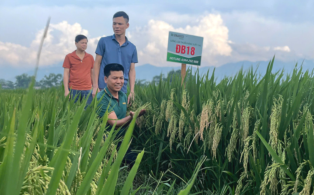 Cán bộ Hội Nông dân thị xã Nghĩa Lộ kiểm tra chất lượng lúa ĐB18.
